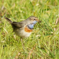 Weisssterniges Blaukehlchen im Biotop (© Fritz Liechti)