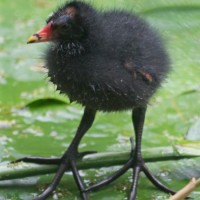 Teichhuhn-Küken auf Seerosenblatt (© Fritz Liechti)