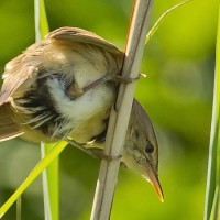 Teichrohrsänger (© Bernhard Müller)