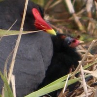 Teichhuhn mit Küken (© Fritz Liechti)