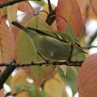 Gelbbrauenlaubsänger Biotop Birsfelden (©ornitho)