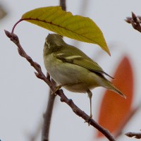 Gelbbrauenlaubsänger Biotop Birsfelden (©Bernhard & Edith Herzog)