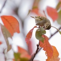 Gelbbrauenlaubsänger Biotop Birsfelden (© Flurin Leuggen)