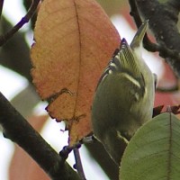 Gelbbrauenlaubsänger Biotop Birsfelden (©ornitho)