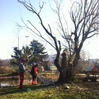 Linke Sal-Weide am Teich (© J.Roth)