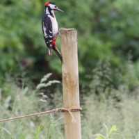 Buntspechtmännchen auf Pfosten (© Adi Marbacher)