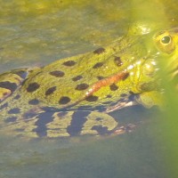 Wasserfrosch im Teich (© J.Roth)