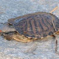 Tote Rotwangen-Schidkröte (© Thomas Blum)