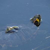 Ausgesetzte Gelbwangen-Schmuckschildkröte im Biotop (© J.Roth)