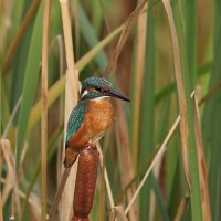 Eisvogel auf Rohrkolben (© Bernhard Müller)