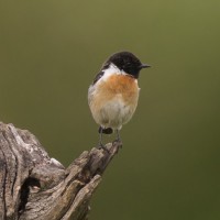 Schwarzkehlchen (© Bernhard Müller)