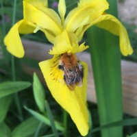 Baumhummel in Gelber Schwertlillie (© J.Roth/NVVB)