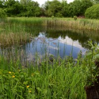 Teich im "Biotop Am Stausee" - Mai 2015 (© J.Roth/NVVB)