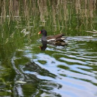 Teichhuhn - Mai 2015 (© J.Roth/NVVB)