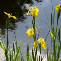 Gelbe Schwertlilien am Teich - Mai 2015 (© J.Roth/NVVB)