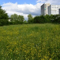 Blumenwiese im Naturschutzgebiet - Mai 2015 (© J.Roth/NVVB)