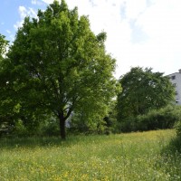 Blumenwiese im Naturschutzgebiet - Mai 2015 (© J.Roth/NVVB)