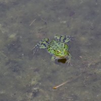 Wasserfrosch - Teich Mai 2015 (© J.Roth/NVVB)