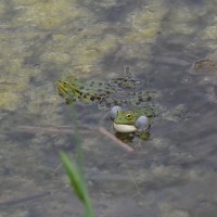 Wasserfroschpaar - Teich Mai 2015 (© J.Roth/NVVB)