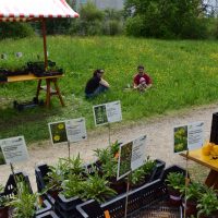 Wildpflanzenmarkt 2016 - Biotop Am Stausee (© NVVB)