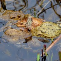Erdkröte - Biotop Am Stausee, März 2017 (© Georges Preiswerk)