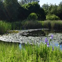 Teich mit Sibirischen Schwertlilien - Biotop Am Stausee (© NVVB)