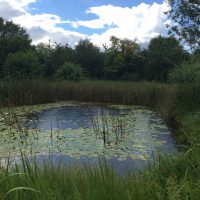 Teich im Sommer - "Biotop Am Stausee" Juli 2017 (© NVVB)