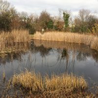 Teich im Dezember - Biotop Am Stausee 2017 (© NVVB)