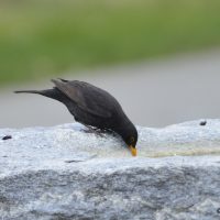 Amsel Männchen - Biotop Am Stausee 26.Feb.2018 (© Ricardo Oliveira)