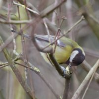 Kohlmeise am Knospenfressen - Biotop Am Stausee 26.Feb.2018 (© Ricardo Oliveira)