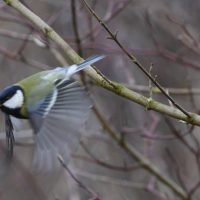 Kohlmeise - Biotop Am Stausee 26.Feb.2018 (© Ricardo Oliveira)