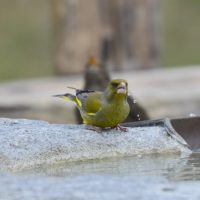 Grünfink Männchen - Biotop Am Stausee 26.Feb.2018 (© Ricardo Oliveira)