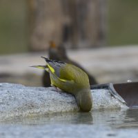 Grünfink Männchen - Biotop Am Stausee 26.Feb.2018 (© Ricardo Oliveira)