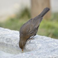 Amsel Weibchen - Biotop Am Stausee 26.Feb.2018 (© Ricardo Oliveira)