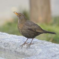 Amsel Weibchen - Biotop Am Stausee 26.Feb.2018 (© Ricardo Oliveira)