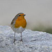 Rotkehlchen - Biotop Am Stausee 26.Feb.2018 (© Ricardo Oliveira)