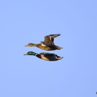 Stockenten Paar - Biotop Am Stausee 24.März 2018 (© Ricardo Oliveira)