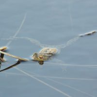 Erdkröte - Biotop Am Stausee 14.März 2018 (© NVVB)