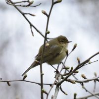 Zilpzalp - Biotop Am Stausee 01. April 2018 (© Ricardo Oliveira)