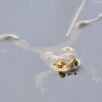 Erkröten Männchen - Biotop Am Stausee 25.März 2018 (© Ricardo Oliveira)