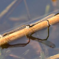 Winterlibellen Paarung - Biotop Am Stausee 25.März 2018 (© Ricardo Oliveira)