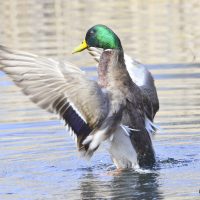 Stockentenerpel - Biotop Am Stausee 31. März 2018 (© Ricardo Oliveira)