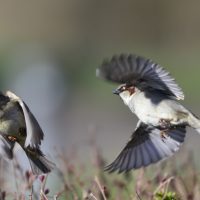 Haussperling Paar - Biotop Am Stausee 31. März 2018 (© Ricardo Oliveira)