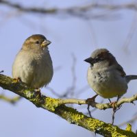 Haussperling Paar - Biotop Am Stausee 31. März 2018 (© Ricardo Oliveira)