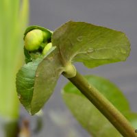 Sumpfdotterblume - Biotop Am Stausee 31. März 2018 (© Ricardo Oliveira)