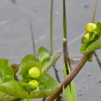 Sumpfdotterblume - Biotop Am Stausee 31. März 2018 (© Ricardo Oliveira)