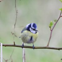 Blaumeise - Biotop Am Stausee 31. März 2018 (© Ricardo Oliveira)