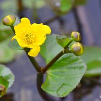 Sumpfdotterblume - Biotop Am Stausee 31. März 2018 (© Ricardo Oliveira)