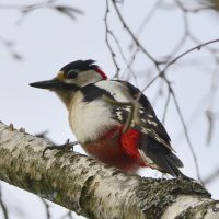 Buntspecht Männchen - Biotop Am Stausee 31. März 2018 (© Ricardo Oliveira)