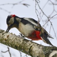 Buntspecht Männchen - Biotop Am Stausee 31. März 2018 (© Ricardo Oliveira)